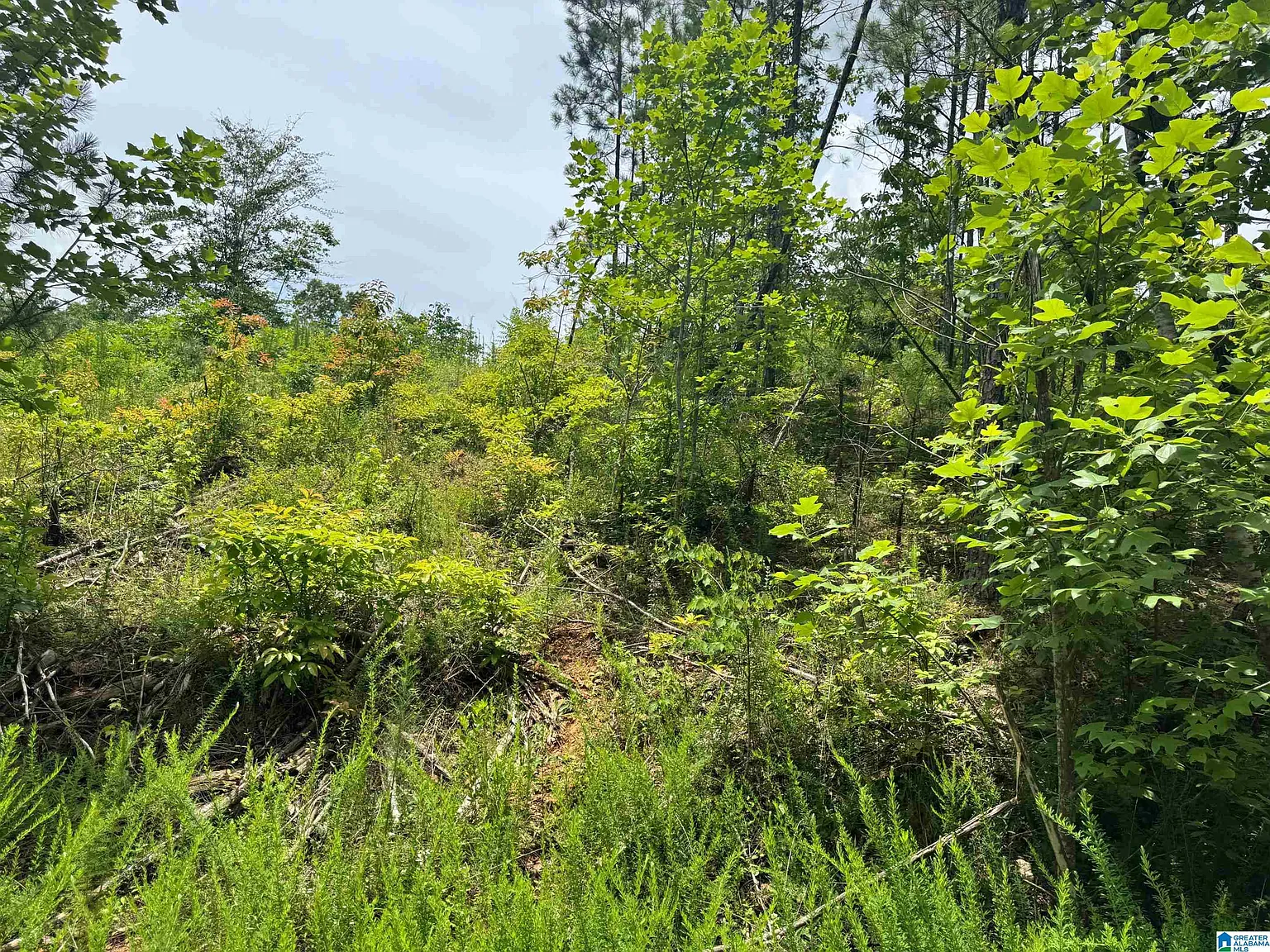 b1c017208d95cb42992260cf5e4495d3-cc_ft_1536